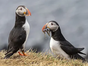 Adult Atlantic puffins (Fratercula arctica), returning to the nest site with fish Adult Atlantic puffins (Fratercula arctica), returning to the nest site with fish