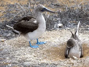 Adult blue-footed boobies (Sula nebouxii,) nest exchange at Punta Pitt Adult blue-footed boobies (Sula nebouxii,) nest exchange at Punta Pitt