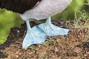Adult blue-footed booby (Sula nebouxii), feet detail on San Cristobal Island, Galapagos Adult blue-footed booby (Sula nebouxii), feet detail on San Cristobal Island, Galapagos