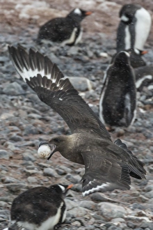 An adult brown skua (Stercorarius spp), with a stolen gentoo penguin egg at Cuverville An adult brown skua (Stercorarius spp), with a stolen gentoo penguin egg at Cuverville