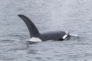 Adult bull killer whale (Orcinus orca), surfacing near the Cleveland Peninsula Adult bull killer whale (Orcinus orca), surfacing near the Cleveland Peninsula