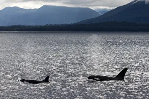 Adult bull killer whales (Orcinus orca), surfacing near the Cleveland Peninsula Adult bull killer whales (Orcinus orca), surfacing near the Cleveland Peninsula
