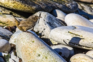 Adult Cobbs wren (Troglodytes cobbi), Carcass Island, South Atlantic Ocean, South America Adult Cobbs wren (Troglodytes cobbi), Carcass Island, South Atlantic Ocean, South America