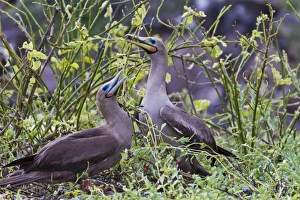 Adult dark morph red-footed boobies (Sula sula), Genovesa Island, Galapagos Islands, Ecuador, South America Adult dark morph red-footed boobies (Sula sula), Genovesa Island, Galapagos Islands, Ecuador, South America