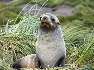 An adult female Antarctic fur seal (Arctocephalus gazella), in Moltke Harbor, South Georgia, South Atlantic An adult female Antarctic fur seal (Arctocephalus gazella), in Moltke Harbor, South Georgia, South Atlantic