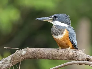 Adult female ringed kingfisher (Megaceryle torquata), Rio Tres Irmao, Mata Grosso, Pantanal, Brazil, South America Adult female ringed kingfisher (Megaceryle torquata), Rio Tres Irmao, Mata Grosso, Pantanal, Brazil, South America