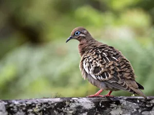 An adult Galapagos dove (Zenaida galapagoensis) in the highlands of Santa Cruz Island An adult Galapagos dove (Zenaida galapagoensis) in the highlands of Santa Cruz Island