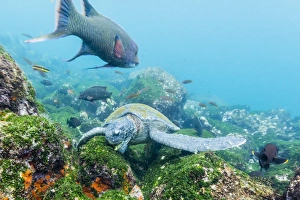 Adult green sea turtle (Chelonia mydas) feeding underwater near Isabela Island, Galapagos Islands, Ecuador Adult green sea turtle (Chelonia mydas) feeding underwater near Isabela Island, Galapagos Islands, Ecuador