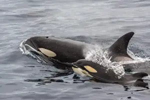 Prints of An adult killer whale (Orcinus orca) surfaces next to a calf off the Cumberland Peninsula, Baffin Island, Nunavut, Canada, North America Cumberland Prints: Killer Whale in Print: Baffin Island Encounter