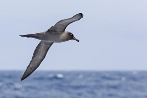 Adult light-mantled sooty albatross (Phoebetria palpebrata) in flight in the Drake Passage, Antarctica, Polar Regions Adult light-mantled sooty albatross (Phoebetria palpebrata) in flight in the Drake Passage, Antarctica, Polar Regions