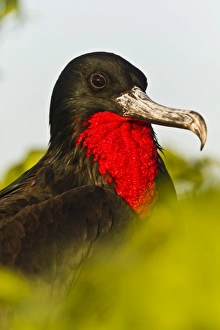 Adult male great frigatebird (Fregata minor), Genovesa Island, Galapagos Islands, UNESCO World Heritge Site, Ecuador Adult male great frigatebird (Fregata minor), Genovesa Island, Galapagos Islands, UNESCO World Heritge Site, Ecuador