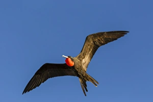 Adult male magnificent frigatebird (Fregata magnificens), San Gabriel Bay, Espiritu Santo Island Adult male magnificent frigatebird (Fregata magnificens), San Gabriel Bay, Espiritu Santo Island