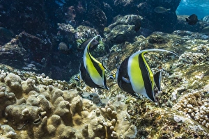 Adult Moorish idols (Zanclus cornutus), Batu Bolong Island, Komodo Island National Park, Indonesia, Southeast Asia Adult Moorish idols (Zanclus cornutus), Batu Bolong Island, Komodo Island National Park, Indonesia, Southeast Asia
