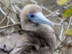 An adult red-footed booby (Sula sula), on the nest at Punta Pitt, San Cristobal Island An adult red-footed booby (Sula sula), on the nest at Punta Pitt, San Cristobal Island