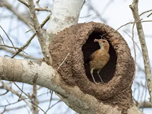 Adult red ovenbird (Furnarius rufus), building a nest in a tree, Rio Pixaim, Mata Grosso, Pantanal, Brazil Adult red ovenbird (Furnarius rufus), building a nest in a tree, Rio Pixaim, Mata Grosso, Pantanal, Brazil