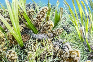 An adult snowflake moray (Echidna nebulosa) on Sebayur Island, Flores Sea, Indonesia An adult snowflake moray (Echidna nebulosa) on Sebayur Island, Flores Sea, Indonesia