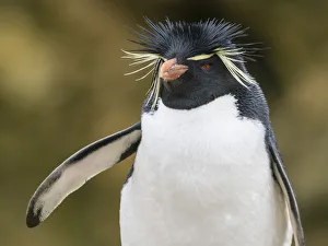 An adult Southern rockhopper penguin, Eudyptes chrysocome, at rookery on New Island An adult Southern rockhopper penguin, Eudyptes chrysocome, at rookery on New Island