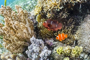 Adult spinecheek anemonefish (Premnas biaculeatus), Sebayur Island, Komodo National Park Adult spinecheek anemonefish (Premnas biaculeatus), Sebayur Island, Komodo National Park