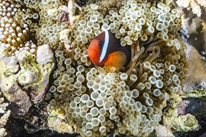 Adult tomato clownfish (Amphiprion frenatus), Mengiatan Island, Komodo National Park Adult tomato clownfish (Amphiprion frenatus), Mengiatan Island, Komodo National Park