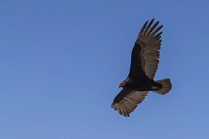 Adult turkey vulture (Cathartes aura) in flight over Saunders Island, Falkland Islands Adult turkey vulture (Cathartes aura) in flight over Saunders Island, Falkland Islands