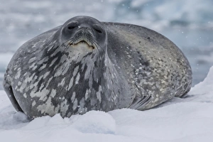 Adult Weddell seal (Leptonychotes weddellii), hauled out on ice in Buls Bay Adult Weddell seal (Leptonychotes weddellii), hauled out on ice in Buls Bay