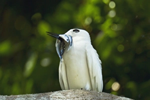 Adult white tern (Gygis alba) with two fish for its chick, Lord Howe Island Adult white tern (Gygis alba) with two fish for its chick, Lord Howe Island