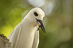 Adult white tern (Gygis alba) with squid in its beak, Lord Howe Island Adult white tern (Gygis alba) with squid in its beak, Lord Howe Island