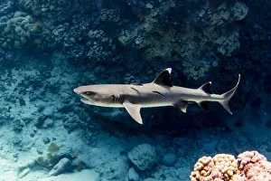 Adult whitetip reef shark, Triaenodon obesus, with cleaner wrasse, Roroia, Tuamotus Adult whitetip reef shark, Triaenodon obesus, with cleaner wrasse, Roroia, Tuamotus