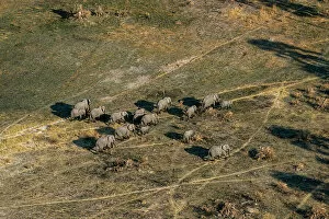 Cape Floral Region Protected Areas Collection: Aerial view of African elephants (Loxodonta africana) walking in the Okavango Delta