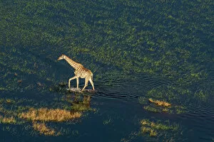 Cape Floral Region Protected Areas Collection: Aerial view of a giraffe (Giraffa camelopardalis) walking in the Okavango Delta