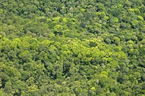 South American Scenic Views Prints: Aerial view of pristine rainforest canopy, Guyana, South America