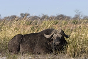 African Buffalo Prints: African buffalo