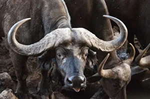 African Buffalo Print, Taita Hills Wildlife Sanctuary, Kenya