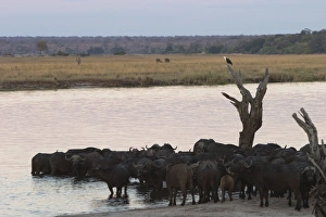 Syncerus Caffer Habitat Prints: African buffalos, Syncerus caffer, Chobe River, Chobe National Park, Botswana, Africa