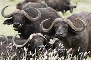 African buffalos (Syncerus caffer), looking at the camera, Tsavo, Kenya, East Africa African buffalos (Syncerus caffer), looking at the camera, Tsavo, Kenya, East Africa