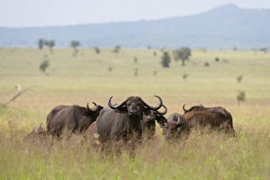 Syncerus Caffer Habitat Prints: African buffalos (Syncerus caffer), Tsavo, Kenya, East Africa, Africa