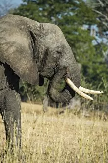 Liwonde Collection: African bush elephant (Loxodonta africana), Liwonde National Park, Malawi, Africa
