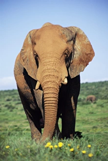 African Elephant Print, Mud-Covered Loxodonta africana