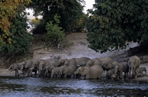 Images Dated 8th January 2000: African Elephant Print, Chobe River Scene
