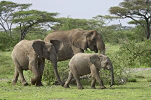 Images Dated 31st January 2005: Three African elephant (Loxodonta africana), Serengeti National Park, Tanzania
