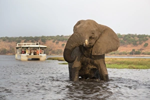 African elephant (Loxodonta africana) and tourists, Chobe National Park, Botswana, Africa African elephant (Loxodonta africana) and tourists, Chobe National Park, Botswana, Africa