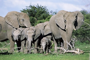 Baby Elephant Pictures Prints: African elephants