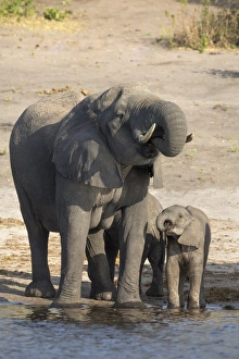 African elephants (Loxodonta africana) drinking at river, Chobe River, Botswana, Africa African elephants (Loxodonta africana) drinking at river, Chobe River, Botswana, Africa