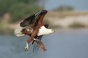 African fish eagle (Haliaeetus vocifer) fishing, Chobe National Park, Botswana, Africa African fish eagle (Haliaeetus vocifer) fishing, Chobe National Park, Botswana, Africa