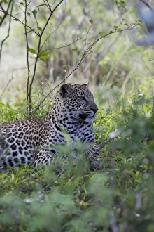 Panthera Pardus Photo Prints: African leopard (Panthera pardus), Masai Mara National Reserve, Kenya, East Africa