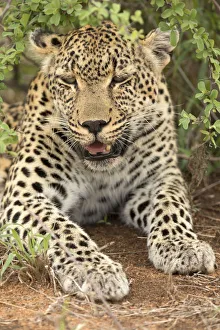 African Leopard (Panthera pardus) in savanna, Kruger National Park, South-Africa, Africa African Leopard (Panthera pardus) in savanna, Kruger National Park, South-Africa, Africa