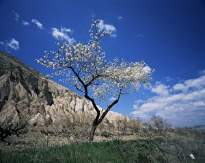 Middle East Scenic Views Prints: Almond tree in bloom