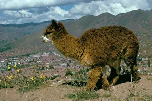 Prints of Alpaca, Cuzco, Peru, South America Peru Prints: Cuzco Alpaca Print