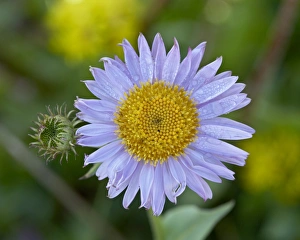 Wyoming Nature Scenes Prints: Alpine Aster (Aster alpigenus)