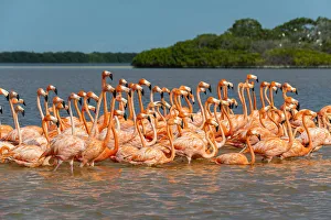 American flamingo (Phoenicopterus ruber), Rio Celestun UNESCO Biosphere Reserve, Yucatan American flamingo (Phoenicopterus ruber), Rio Celestun UNESCO Biosphere Reserve, Yucatan